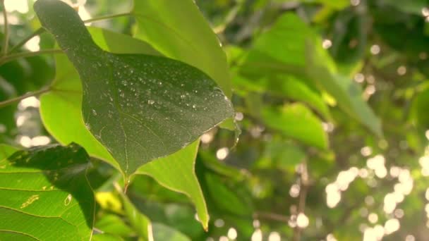 Зеленые Листья Каплями Дождя Крупный План Замедленное Движение Fullhd — стоковое видео