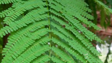 Yağmur damlalarının altında yeşil yapraklar. Yakın plan. Yavaş çekim FullHD görüntüler