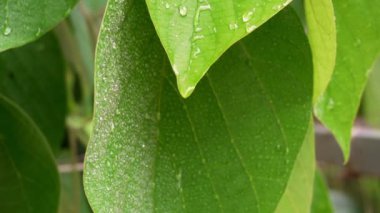 Yağmur damlaları yeşil yapraklardan akıyor. Ağır çekimde yakın çekim. Tam HD görüntüler