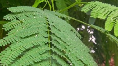 Yağmur damlalarının altında yeşil yapraklar. Yakın plan. Yavaş çekim FullHD görüntüler