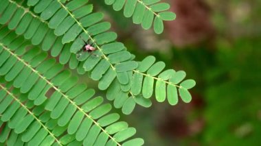 Küçük bir örümcek yeşil yaprakların üzerinde sürünüyor. yavaş çekim