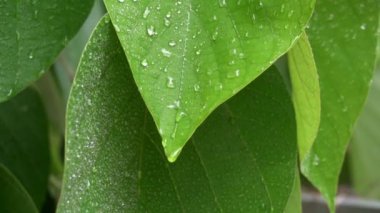Yağmur damlalarının altında yeşil yapraklar. Yakın plan..
