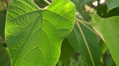 Parlak yeşil ağaçların yaprakları güneşin altında rüzgarda sallanıyor.