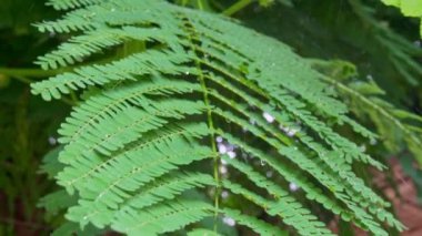 Yağmur damlalarının altında yeşil yapraklar. Yakın plan. Yavaş çekim