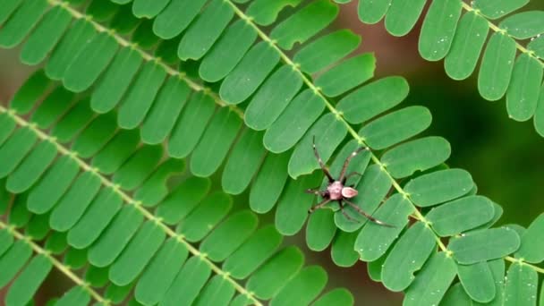 Una pequeña araña se arrastra sobre hojas verdes. cámara lenta — Vídeos de Stock