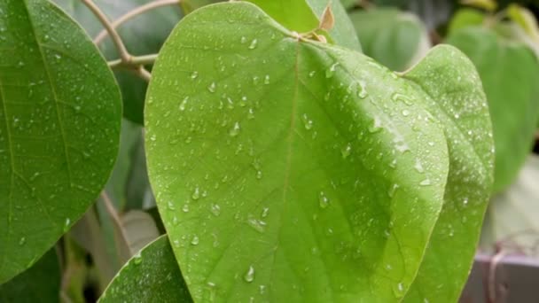 Gotas de chuva correm pelas folhas verdes. Close-up câmera lenta — Vídeo de Stock