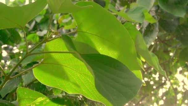 Ljusgröna löv av träd svajar i vinden under solens strålar — Stockvideo
