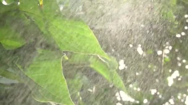 Зеленые листья под каплями дождя. Крупный план. Медленное движение — стоковое видео