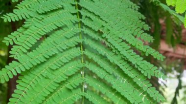 Yağmur damlalarının altında yeşil yapraklar. Yakın plan. Yavaş çekim