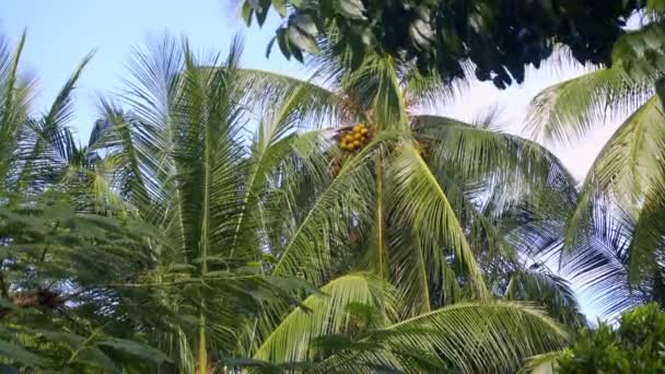 Las Grandes Palmeras Verdes Balancean Viento Día Soleado Brillante — Vídeos de Stock