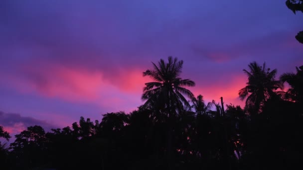 Silhouet Van Palmbomen Tegen Achtergrond Van Een Felpaarse Zonsondergang Tropisch — Stockvideo