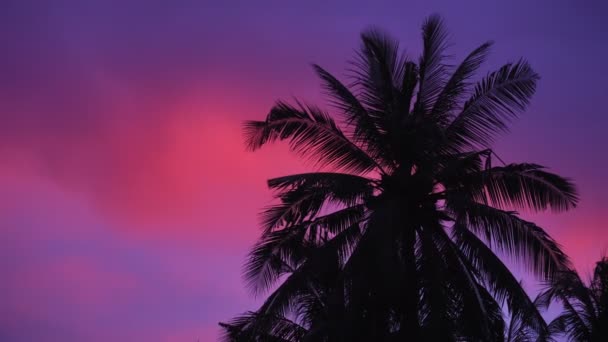 Palmensilhouette Vor Dem Hintergrund Eines Leuchtend Violetten Sonnenuntergangs Tropisches Märchen — Stockvideo