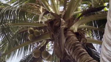 Mavi gökyüzüne karşı güzel, kavisli bir palmiye ağacı. Yüksek kaliteli FullHD görüntüler