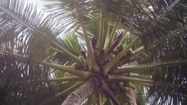 Parlak güneşli gökyüzüne karşı büyük bir palmiye ağacı. Kamera bir daire içinde hareket eder. Yüksek kaliteli FullHD görüntüler