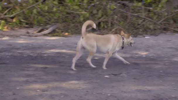 Stor Hund Springer Längs Stranden Till Havet — Stockvideo