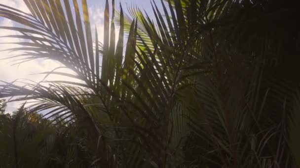 Duże Liście Palmy Przeciwko Niebu Jasny Słoneczny Dzień — Wideo stockowe