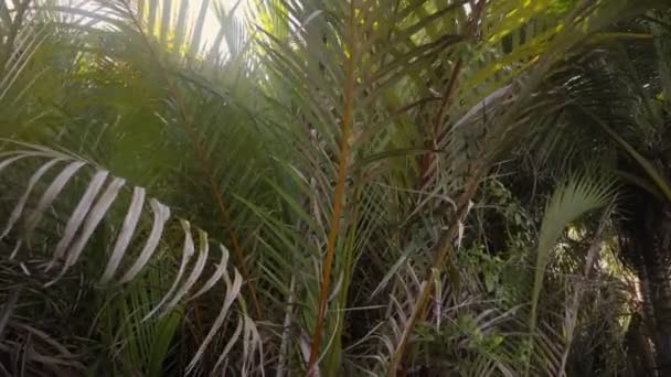 在阳光灿烂的日子里 棕榈树的大叶映衬着天空 — 图库视频影像
