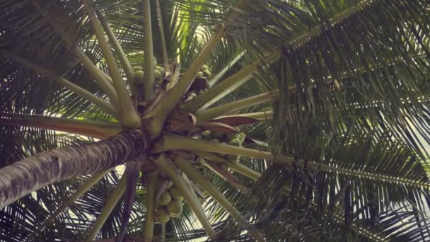 Uma Grande Palmeira Contra Céu Ensolarado — Vídeo de Stock