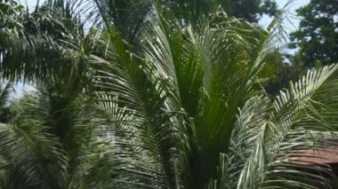 Rüzgarda sallanan büyük yeşil palmiyeler. Parlak güneşli bir gün.