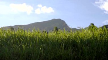 Otlar rüzgarda yavaşça sallanıyor dağların arka planına doğru