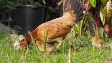 Anne tavuk yeşil çimlerde küçük tavuklarla yürür. Ağır çekim. Tam HD görüntüler