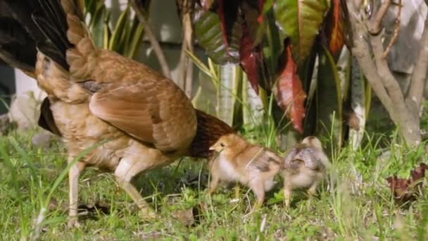 Gluckenmutter Spaziert Mit Kleinen Hühnern Grünen Gras Zeitlupe Fullhd Aufnahmen — Stockvideo