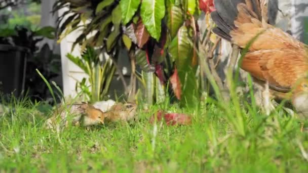 Mère Poule Marche Avec Des Petits Poulets Dans Herbe Verte — Video