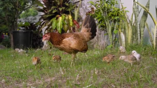 Mamma Hönan Går Med Små Kycklingar Det Gröna Gräset Sakta — Stockvideo