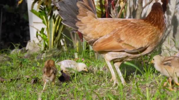 Gluckenmutter Spaziert Mit Kleinen Hühnern Grünen Gras Zeitlupe Fullhd Aufnahmen — Stockvideo