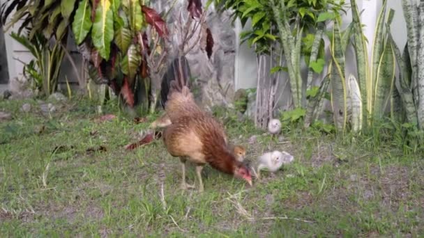 Matka Kura Spaceruje Małymi Kurczakami Zielonej Trawie Wysokiej Jakości Materiał — Wideo stockowe
