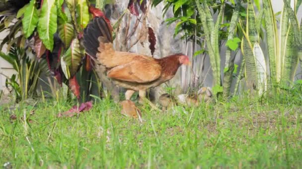 Gluckenmutter Spaziert Mit Kleinen Hühnern Grünen Gras Hochwertiges Filmmaterial — Stockvideo