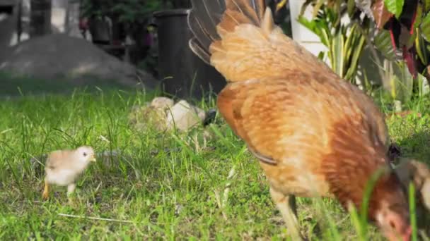 Gluckenmutter Spaziert Mit Kleinen Hühnern Grünen Gras Hochwertiges Filmmaterial — Stockvideo