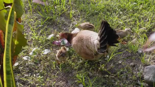 Gluckenmutter Spaziert Mit Kleinen Hühnern Grünen Gras Hochwertiges Filmmaterial — Stockvideo