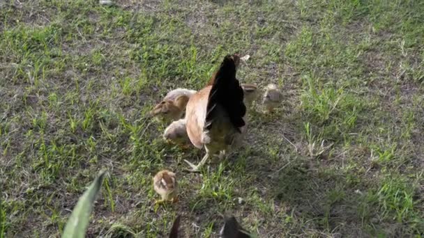 Gluckenmutter Spaziert Mit Kleinen Hühnern Grünen Gras Hochwertiges Filmmaterial — Stockvideo