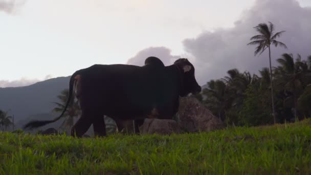 日没を背景に牧草地で大規模な黒い牛の放牧. — ストック動画