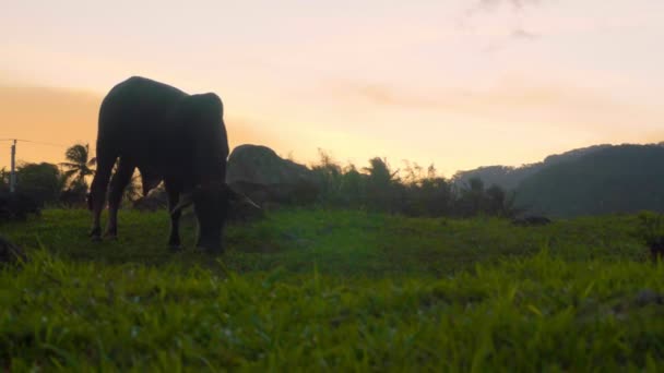 日没を背景に牧草地で大規模な黒い牛の放牧. — ストック動画