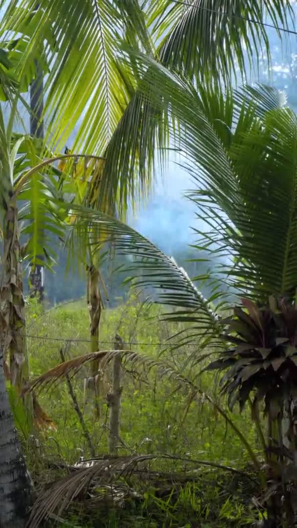 Imágenes verticales de smog de un incendio en una selva tropical. — Vídeos de Stock