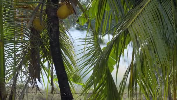 Fogo florestal nos trópicos — Vídeo de Stock