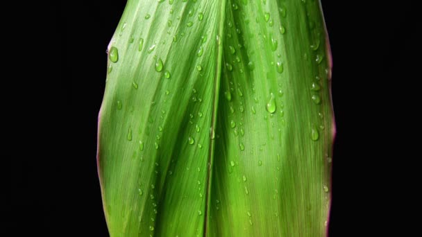 Zeitlupe. Wassertropfen tropfen langsam das grüne Blatt hinunter. Schwarzer Hintergrund — Stockvideo