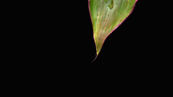 Vidéo au ralenti. Des gouttes d'eau tombent sur une feuille verte. Fond noir. — Video