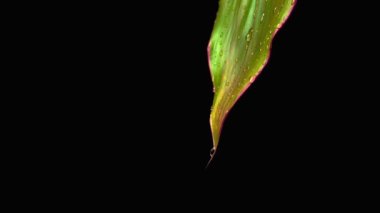 Su damlacıkları yaprağı kaldırır. Ters atış.