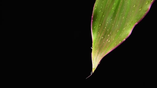 Movimento lento. Gotas de água gotejam lentamente pela folha verde. Fundo preto — Vídeo de Stock