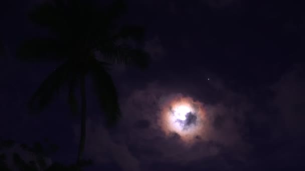 Una luna brillante se esconde detrás de nubes exuberantes. Cielo nocturno con palmera — Vídeos de Stock