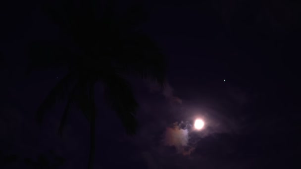 Una luna brillante se esconde detrás de nubes exuberantes. Cielo nocturno con palmera — Vídeos de Stock