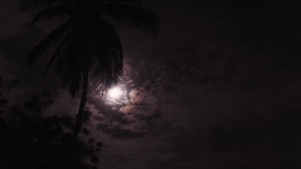 Полнолуние на фоне пальм. Ночная луна на облачном небе — стоковое видео