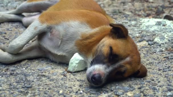 Un pequeño perro jengibre yace en el suelo y mueve su cola. — Vídeos de Stock