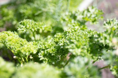 Bahçede taze maydanoz