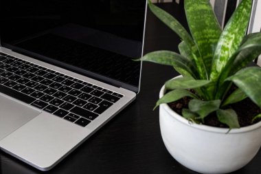 Laptop ve bitki koyu arkaplanda