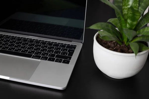 Laptop ve bitki koyu arkaplanda