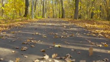 Sonbahar parkı ve düşen yapraklar rüzgardan uçar.